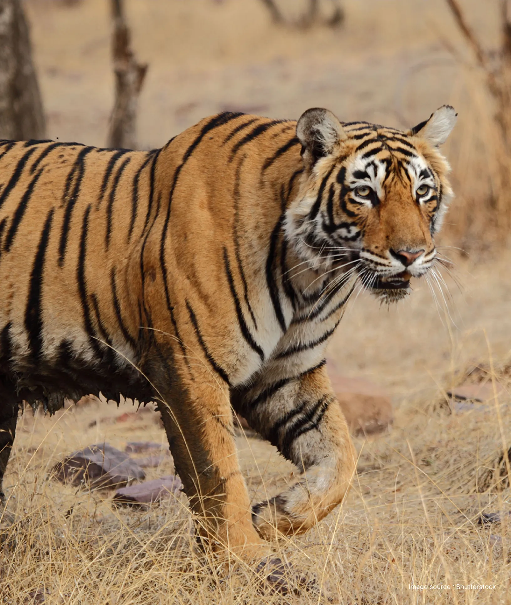 Central-India-Tiger-Safari
