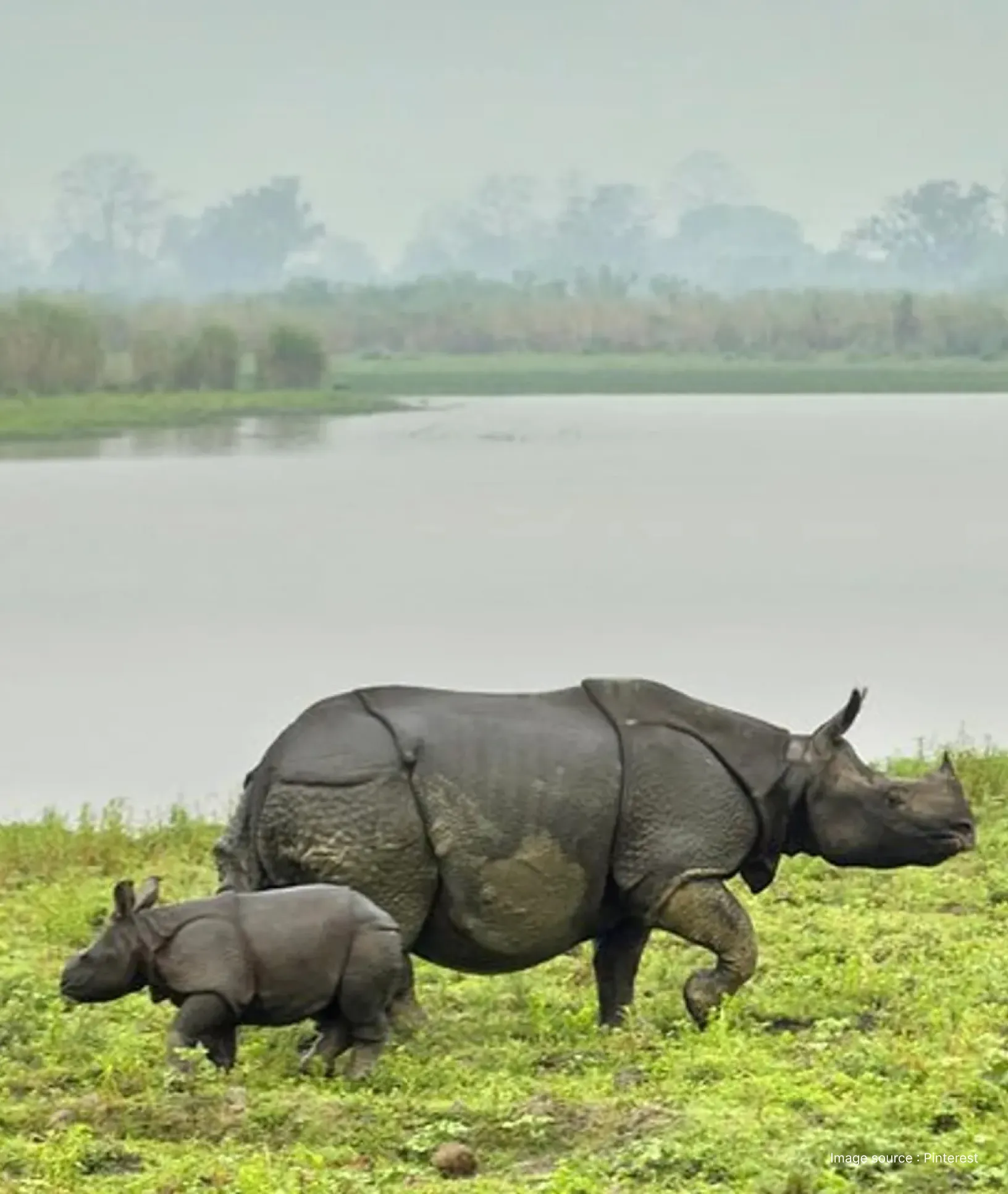 Rhino-Kaziranga-Tour-1