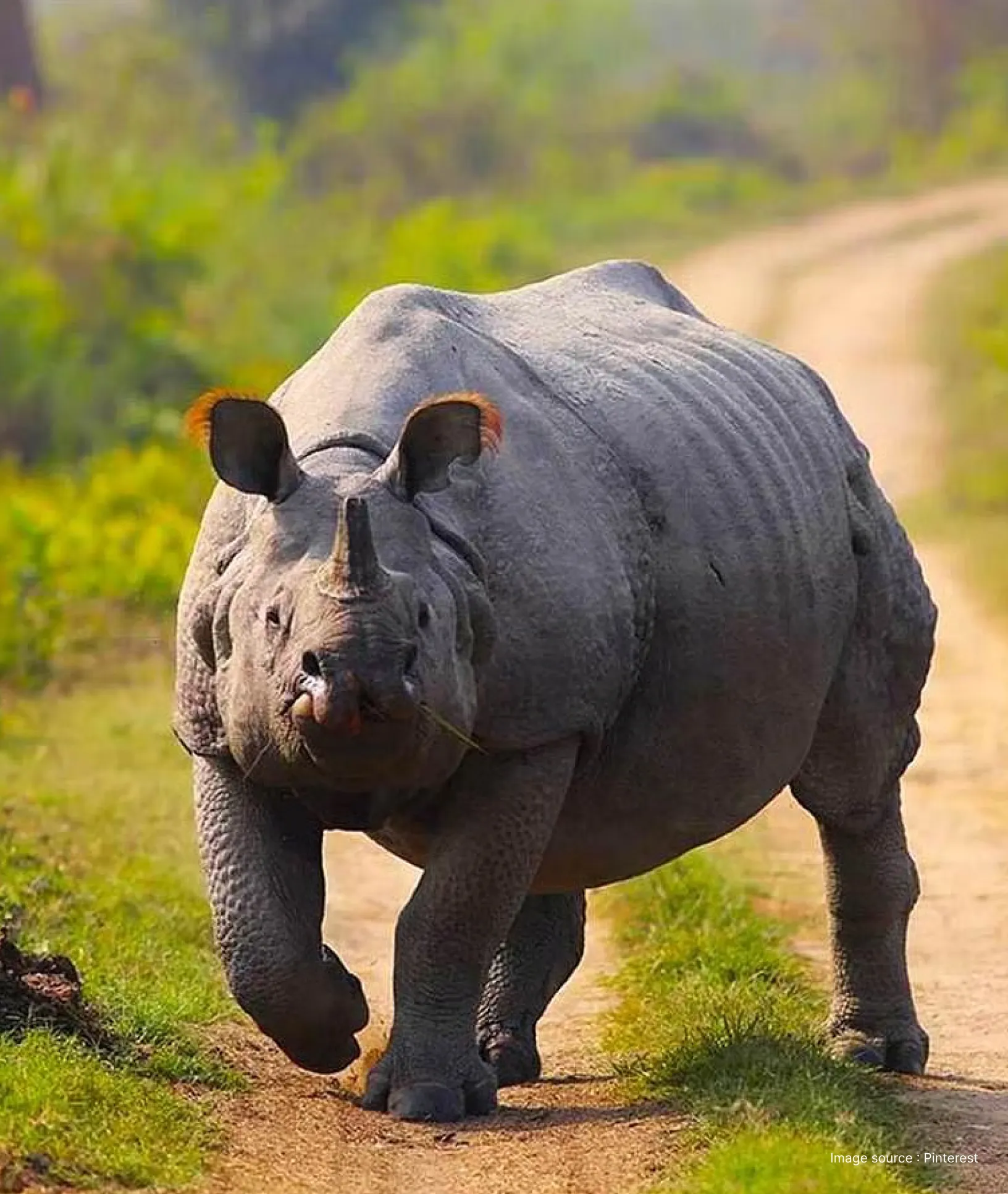 Rhino-Kaziranga-Tour