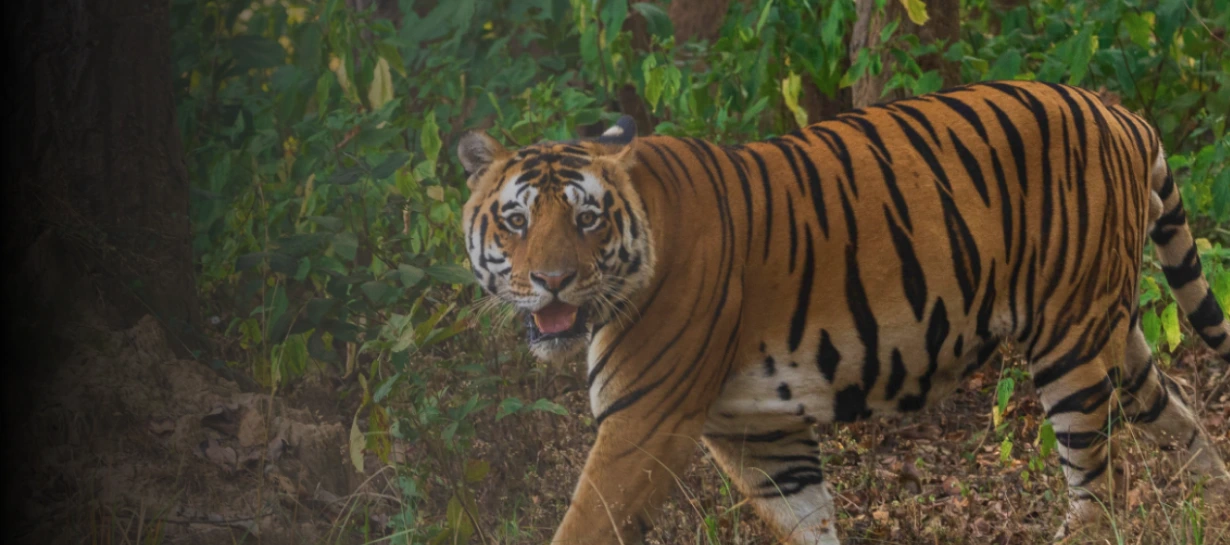Central India Tiger Safari