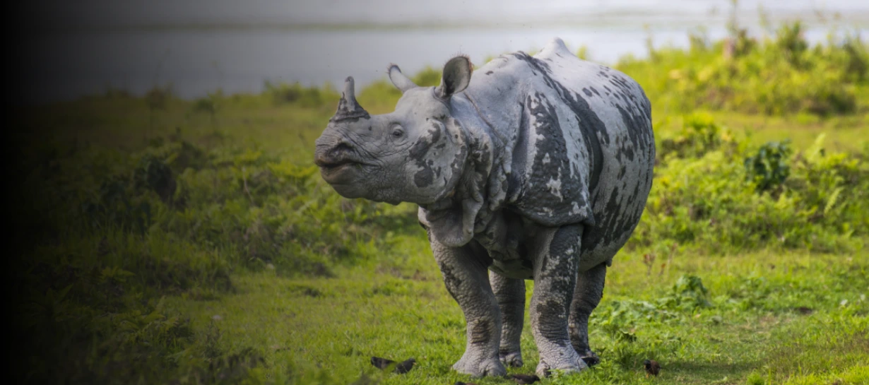 Rhino Kaziranga Tour