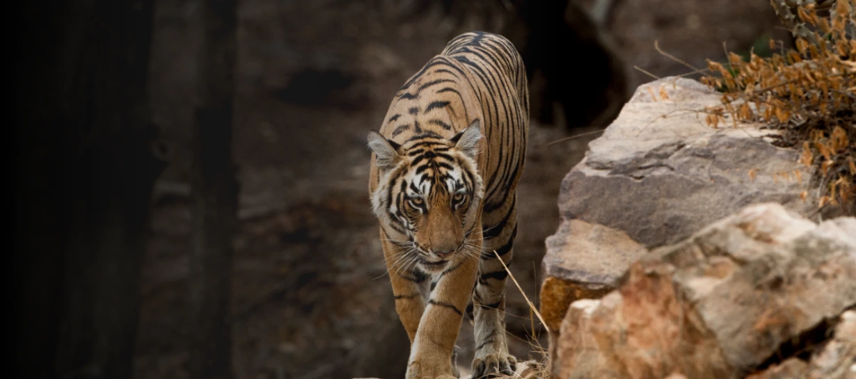 South India Tiger Safari