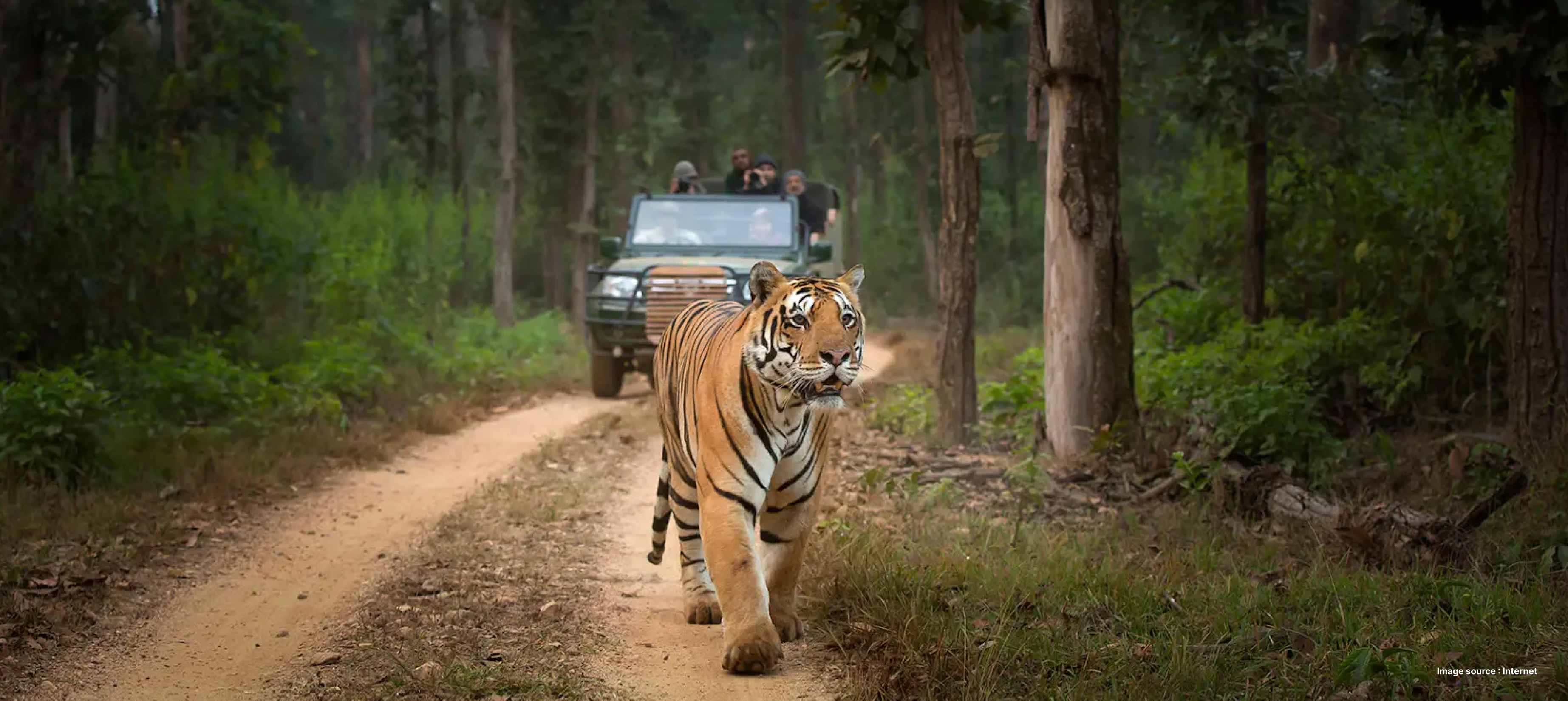 a tiger walks ahead as a tourists safari jeep follows it