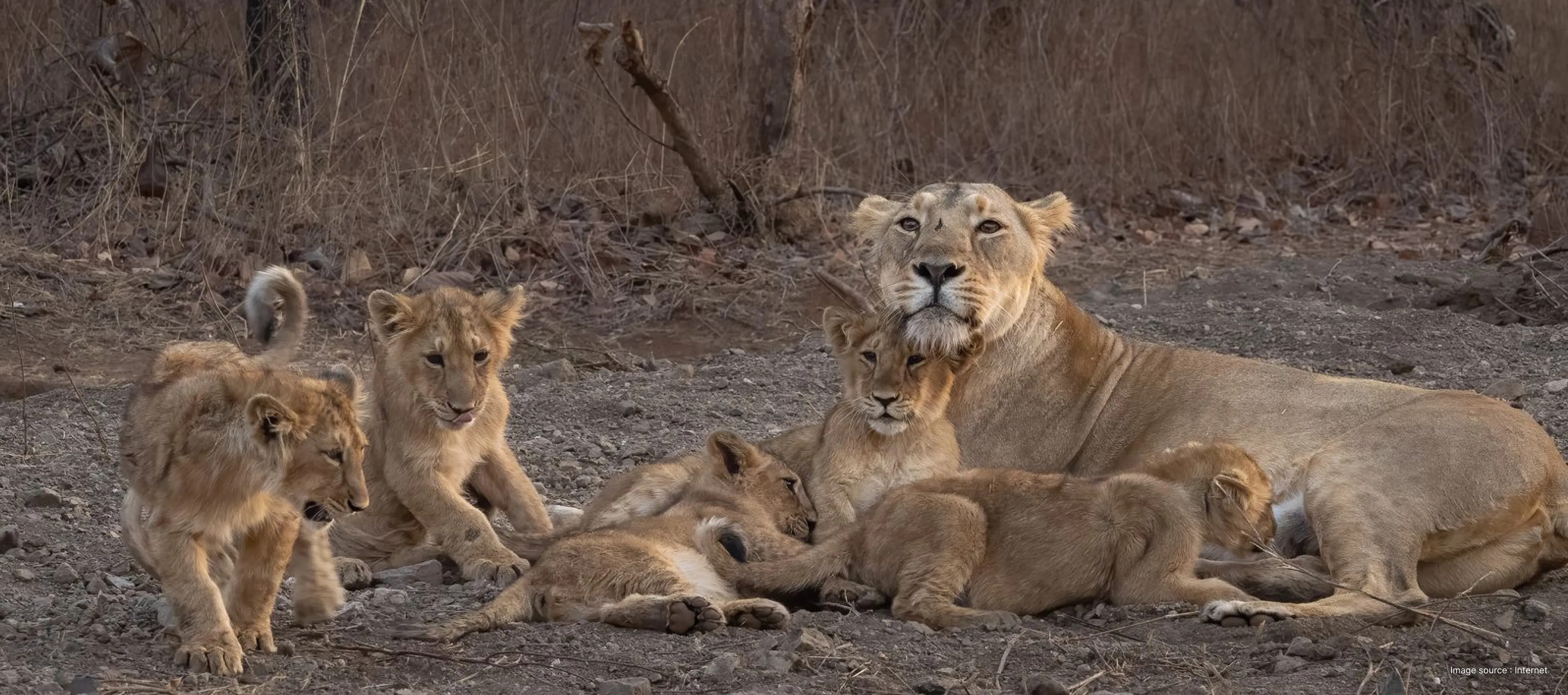 a lioness plays with her four cubs on muddy grounds of the dry grasslands in gir
