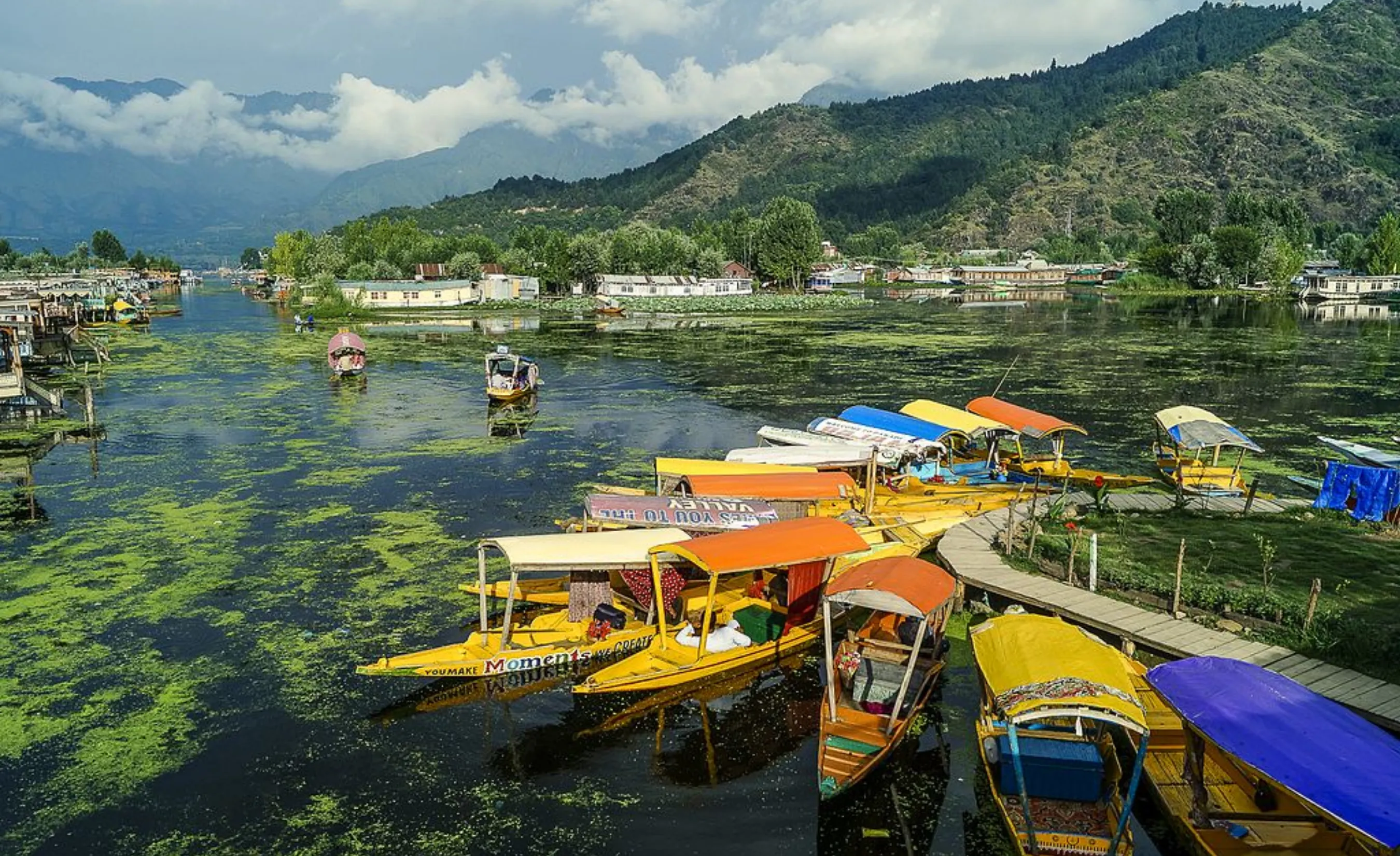 Colorful traditional Shikara boats docked at a wooden pier on Dal Lake, Srinagar, surrounded by green lily pads and the lush Zabarwan mountain range.