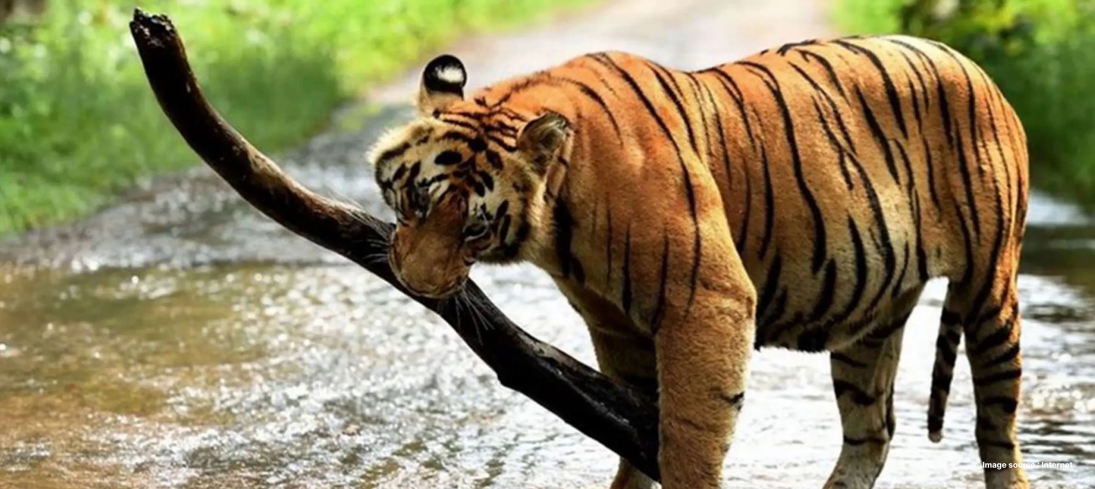 a tiger walking with a tree branch in its mouth in water
