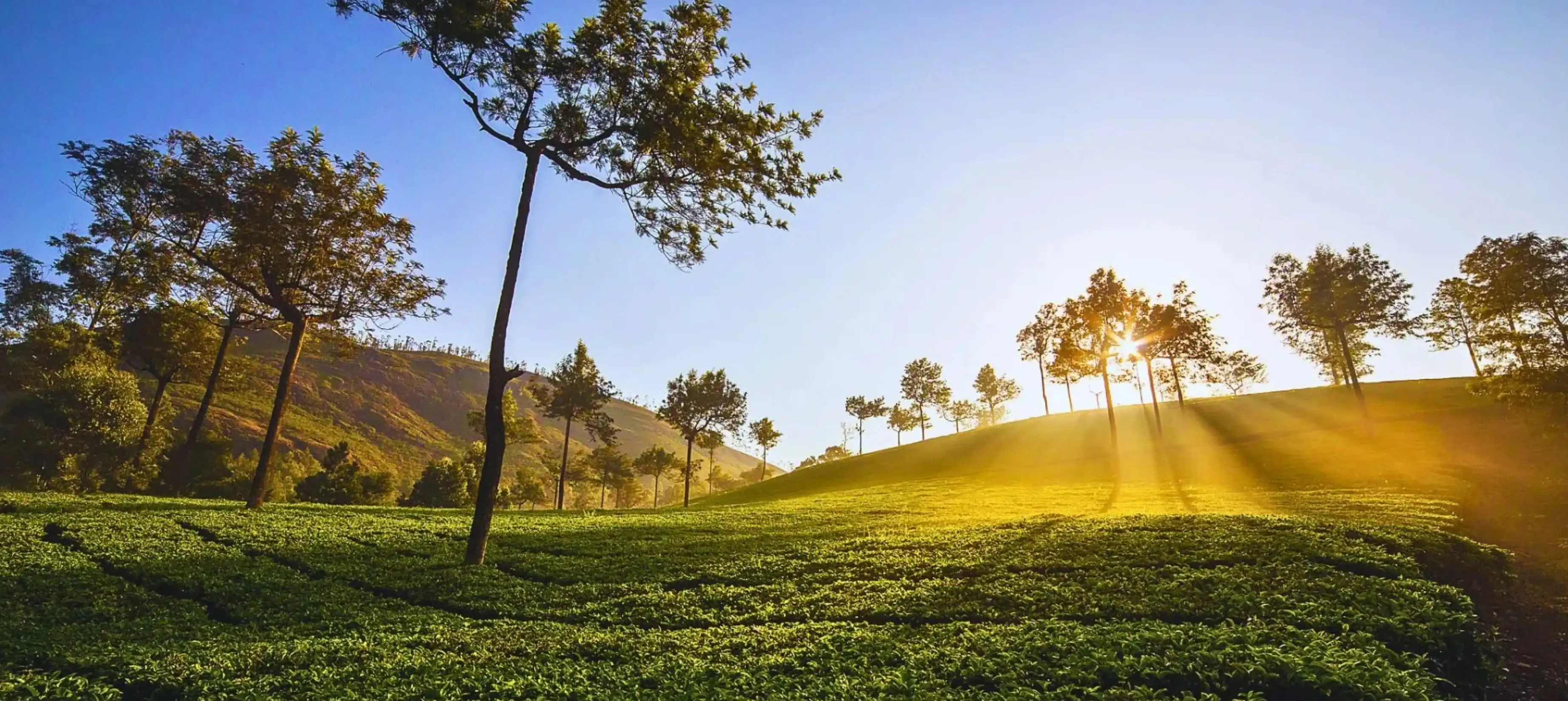 sunlight falling on the green tea estates of munnar with tall trees