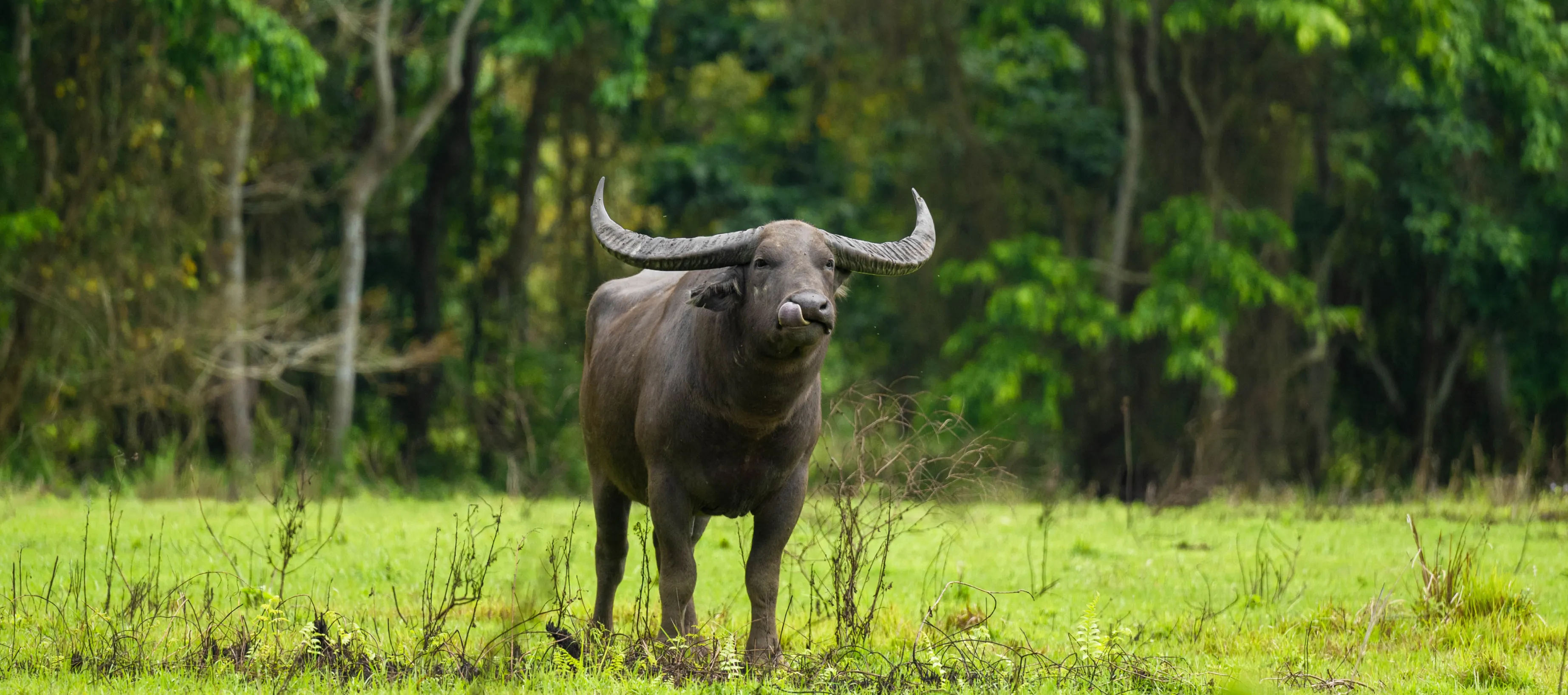 a wild water buffalo with long curved horns looks ahead standing on green grass with dense trees in the backdrop