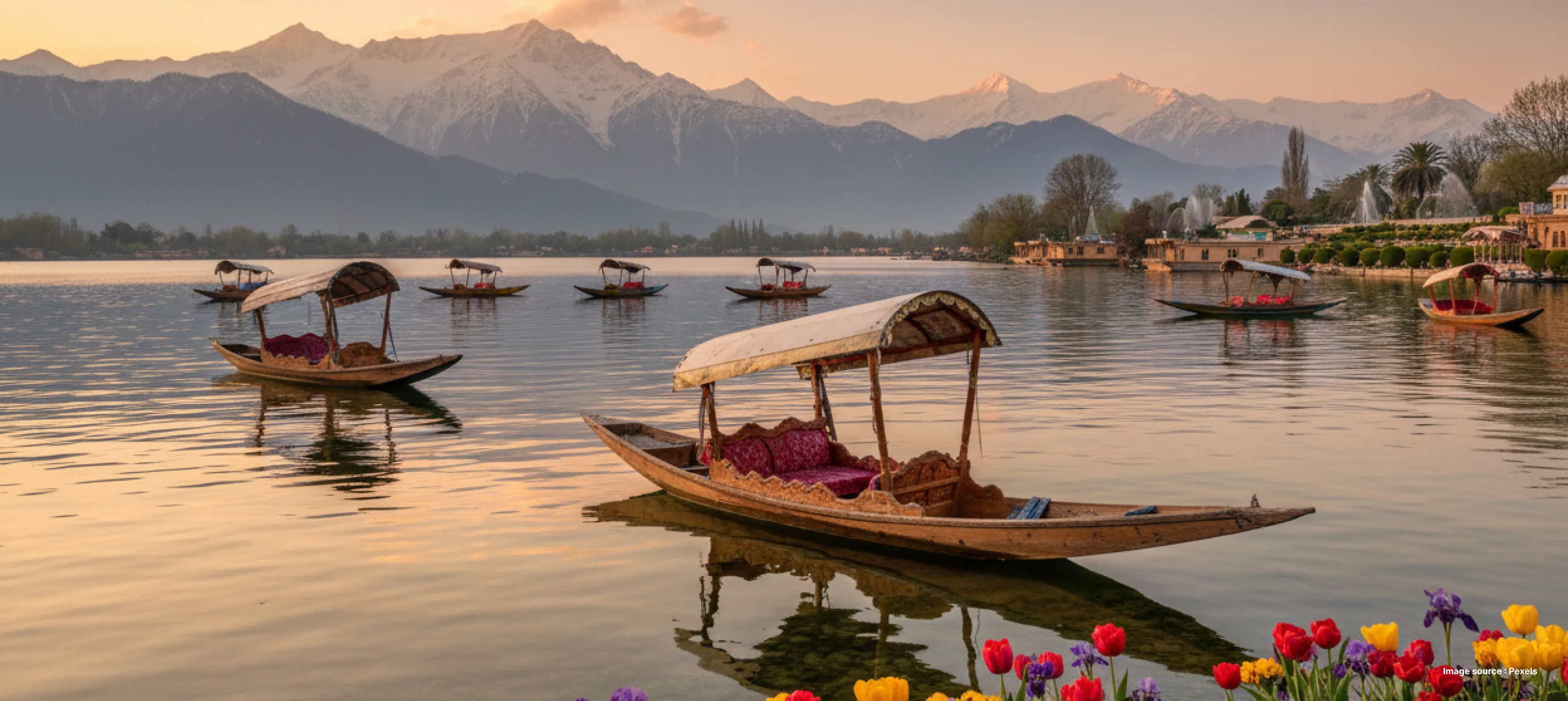 traditional shikara boas float on the dal lake against the backdrop of himalayas covered in snow and a few colorful tulips in the front