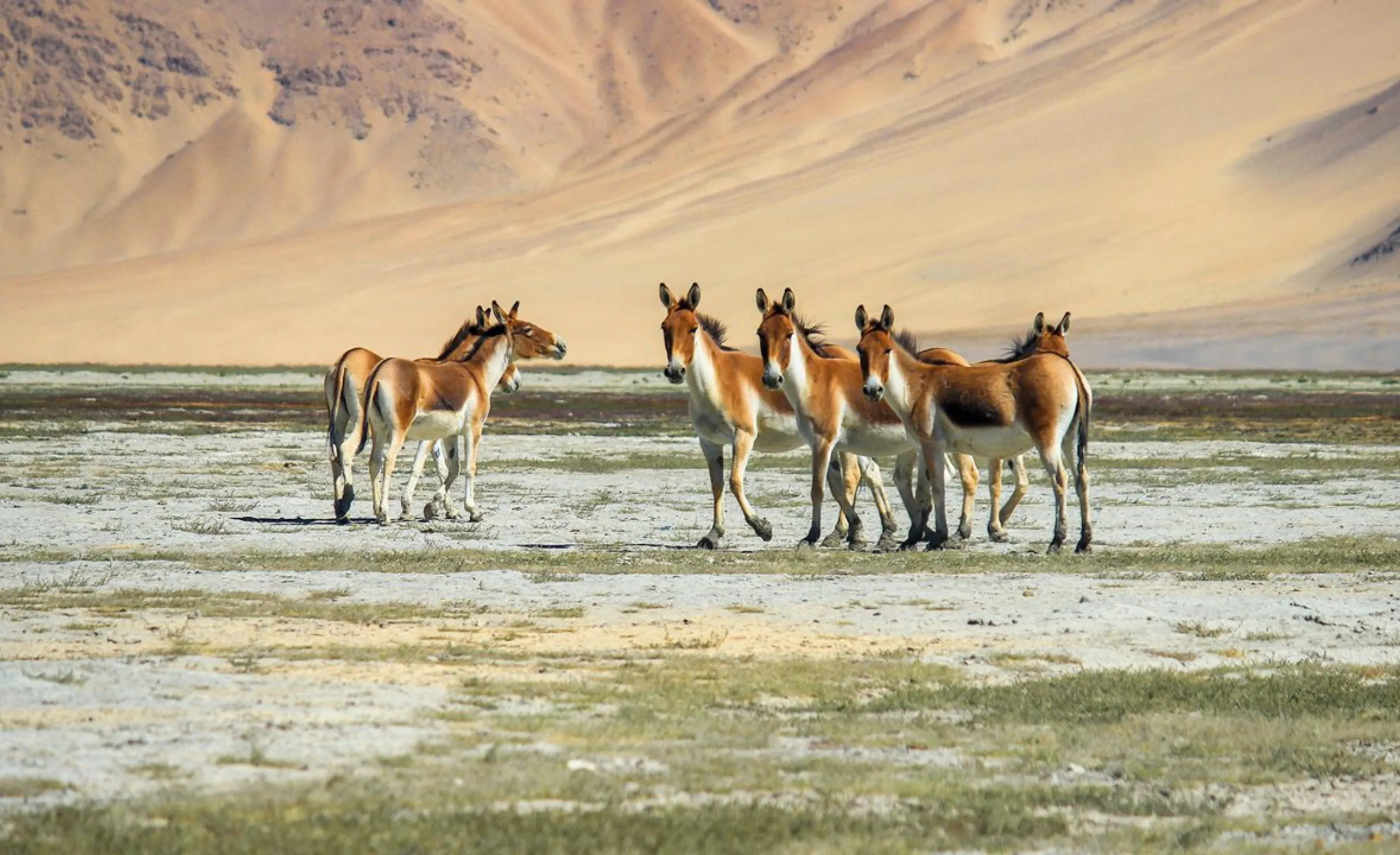 Tibetan wild asses (Kiang) grazing on the high-altitude plains of Ladakh, with barren Himalayan mountains in the background