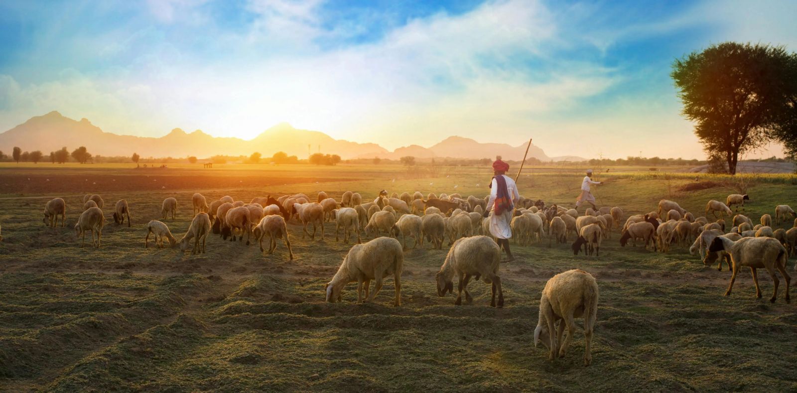 Why india banner
