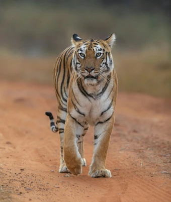 Central India Tiger Safari - 2