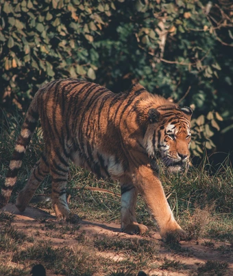 Central India Tiger Safari - 6