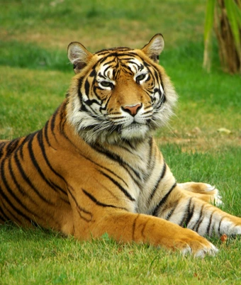 Central India Tiger Safari - 4