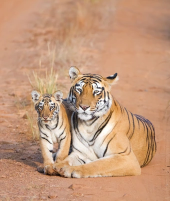 Central India Tiger Safari - 1