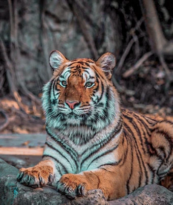 Central India Tiger Safari - 5