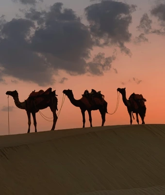 Desert Safari india - 1