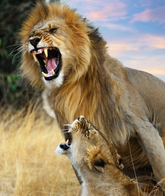 Gir Lion Safari - 4