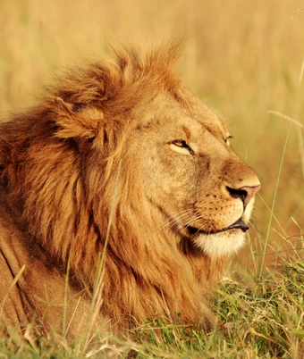 Gir Lion Safari - 1