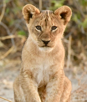 Gir Lion Safari - 2