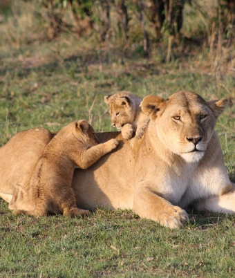 Gir Lion Safari - 3