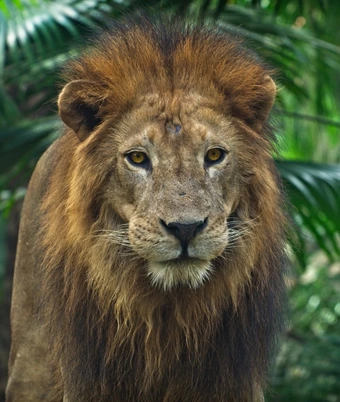 Gir Lion Safari - 6