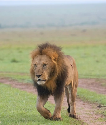 Gir Lion Safari - 5