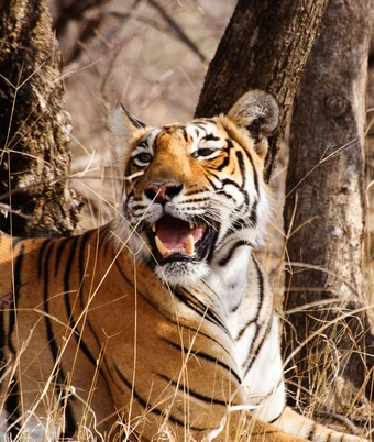 Ranthambore - 4