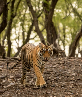 Ranthambore - 6