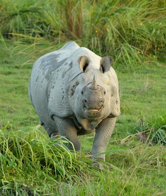 Rhino Kaziranga Tour - 2