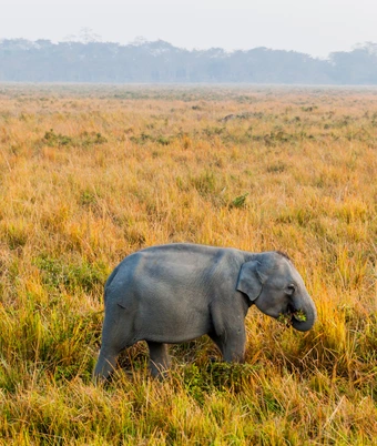 Rhino Kaziranga Tour - 5