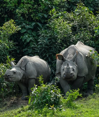 Rhino Kaziranga Tour - 6