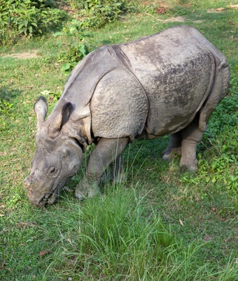 Rhino Kaziranga Tour - 1