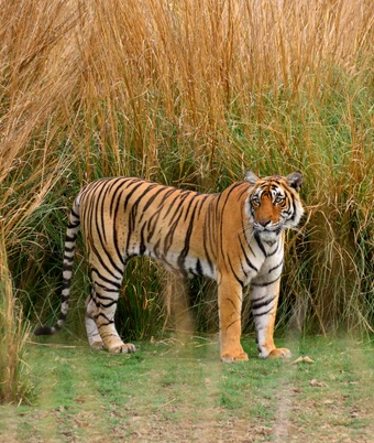 South India Tiger Safari - 1