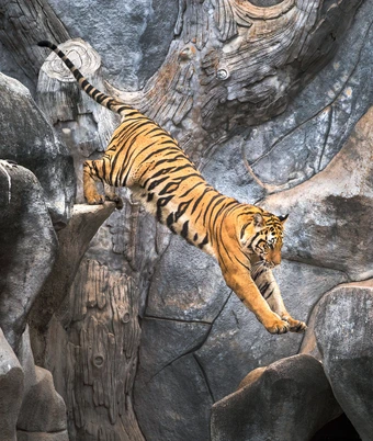 South India Tiger Safari - 5