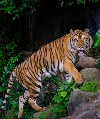 South India Tiger Safari - 2