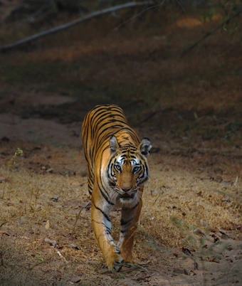 South India Tiger Safari - 3