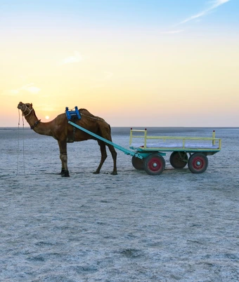 White Desert Festival Tour - 4