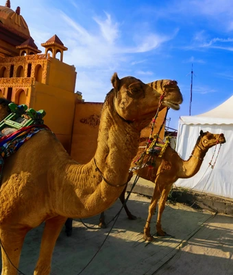 White Desert Festival Tour - 2