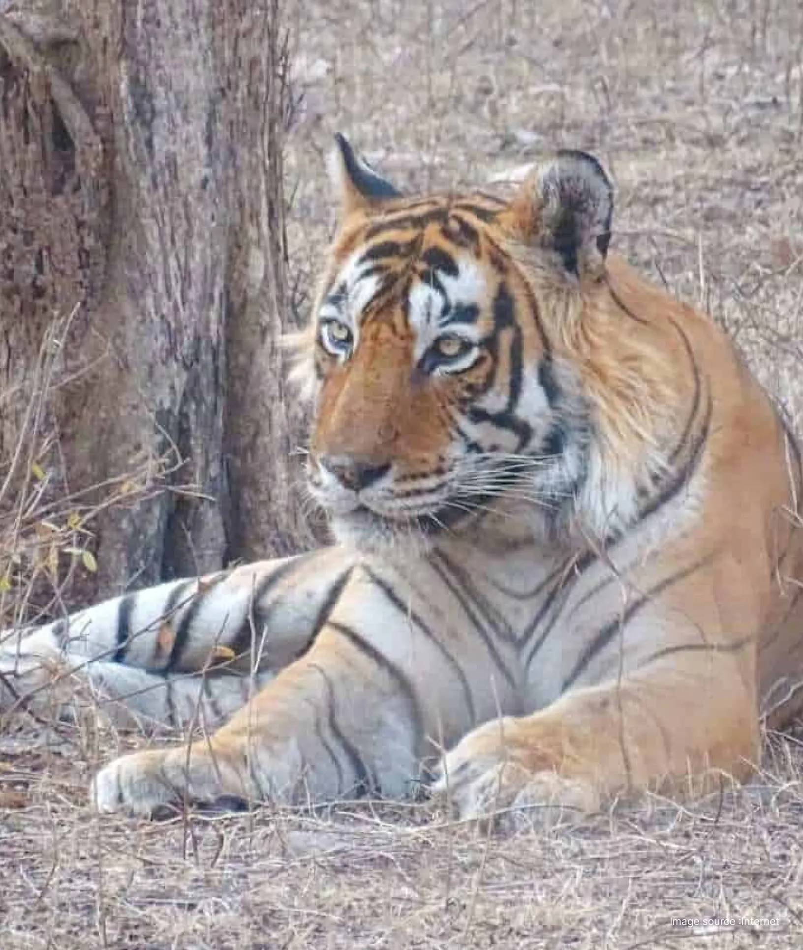 Ranthambore