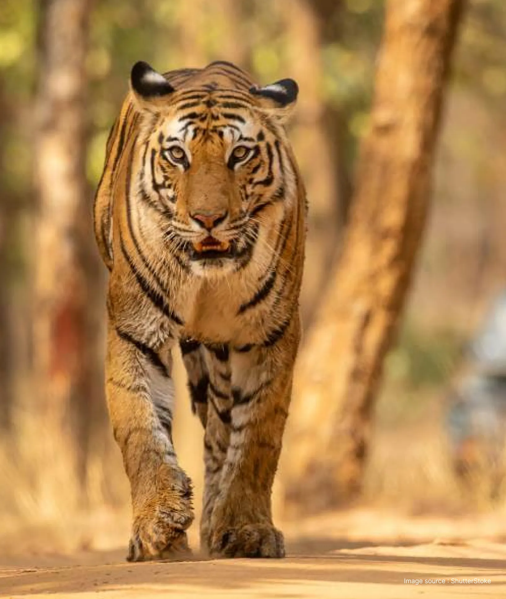Bandhavgarh-National-Park