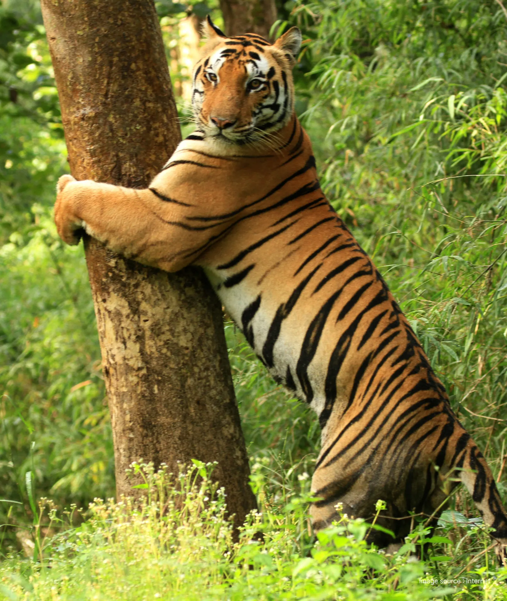 Kanha-National-Park