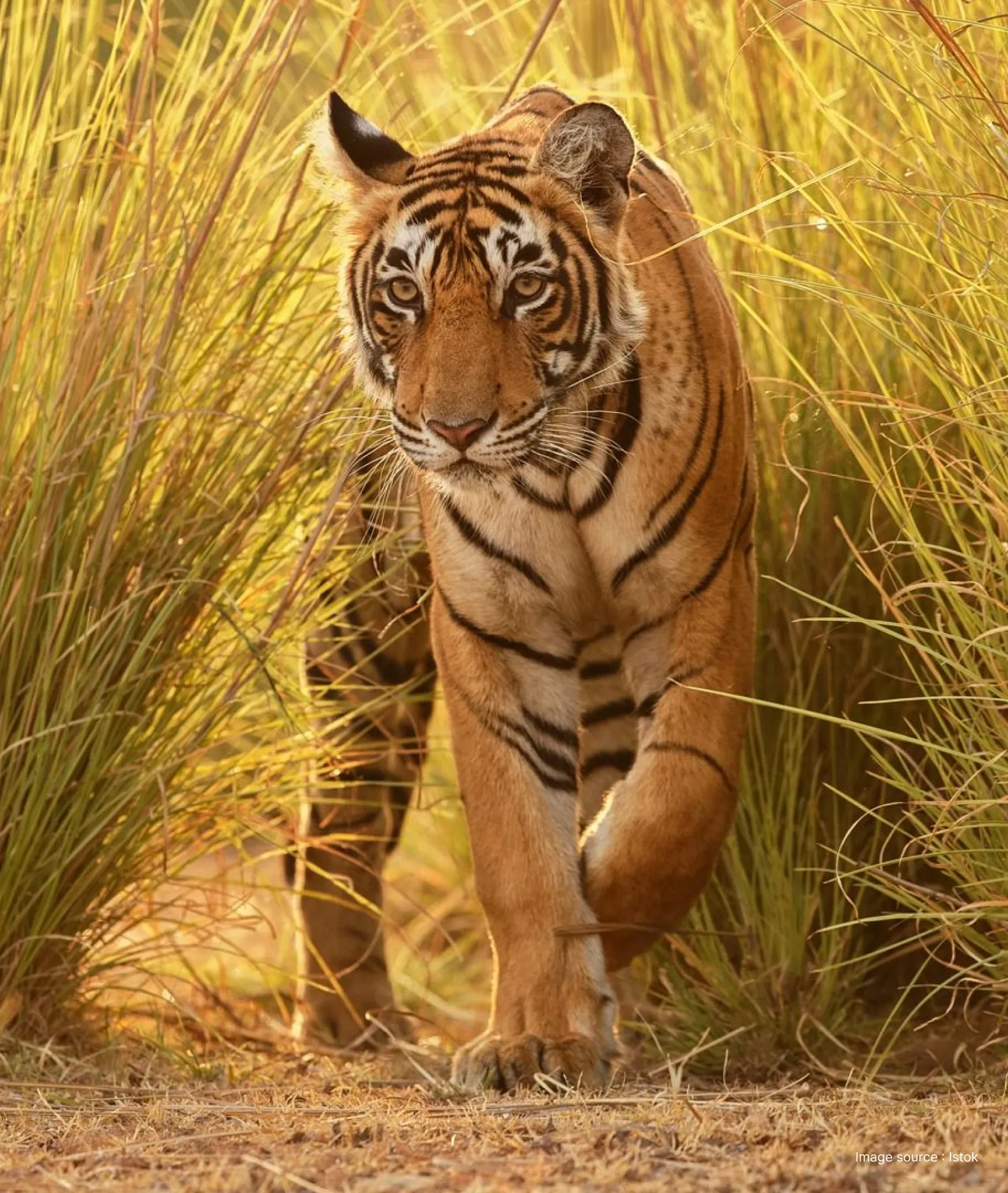 Tiger-Safari-at-Pench-National-Park