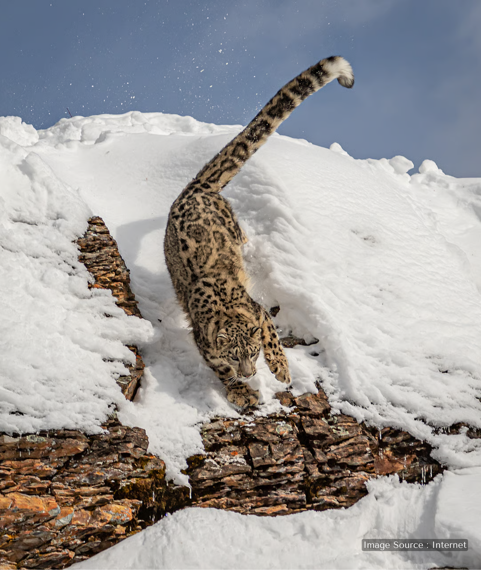 Snow leopard descending a snowy rocky slope in Ladakh, highlighting rare Himalayan wildlife in its natural high-altitude habitat