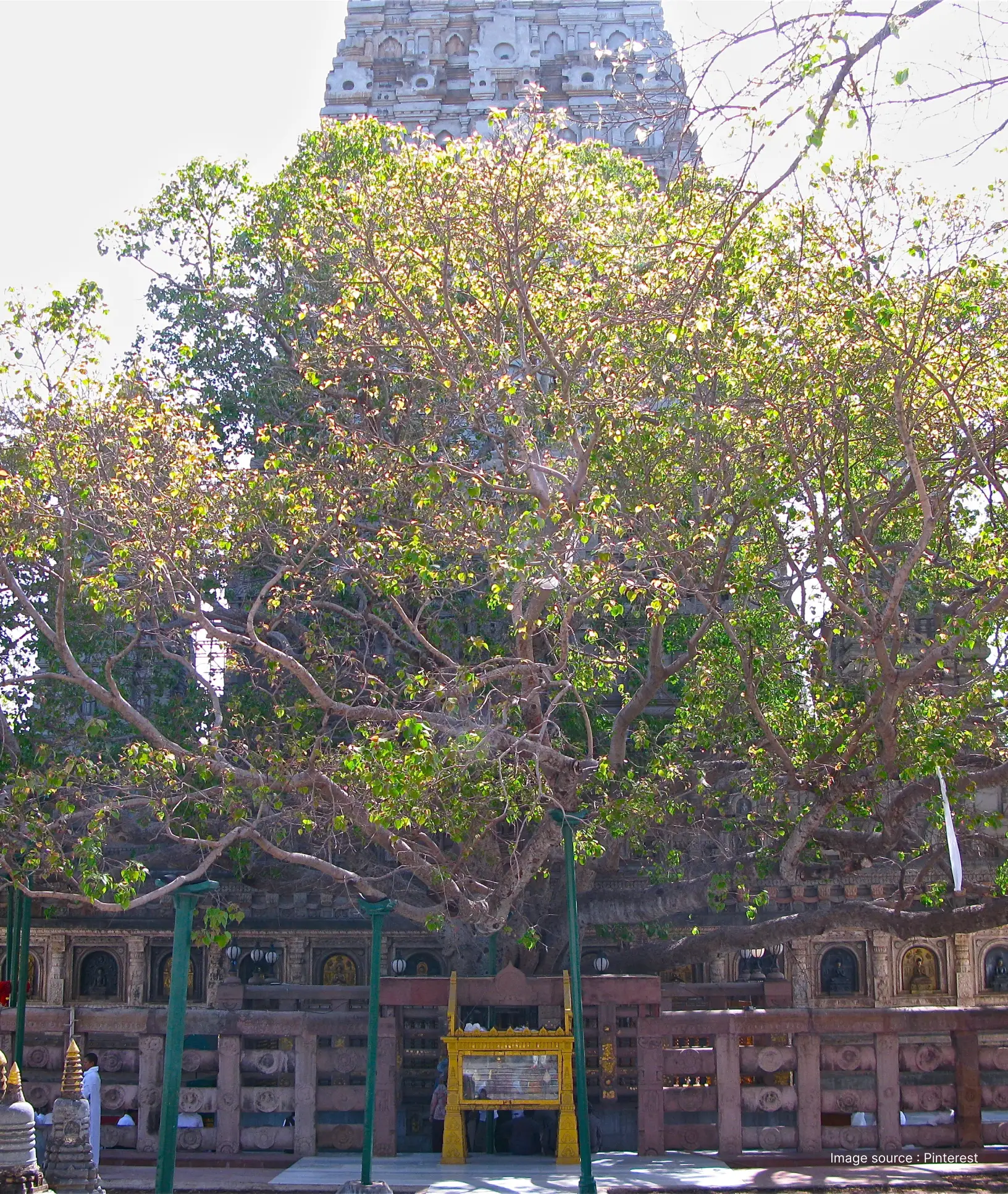 Historic Bodhi Tree at Mahabodhi Temple complex in Bodh Gaya, a major Buddhist pilgrimage site