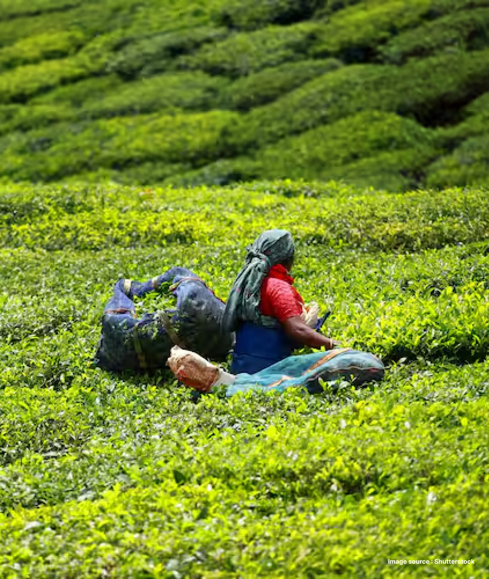 harvesters picking tea from a tea estate in munnar