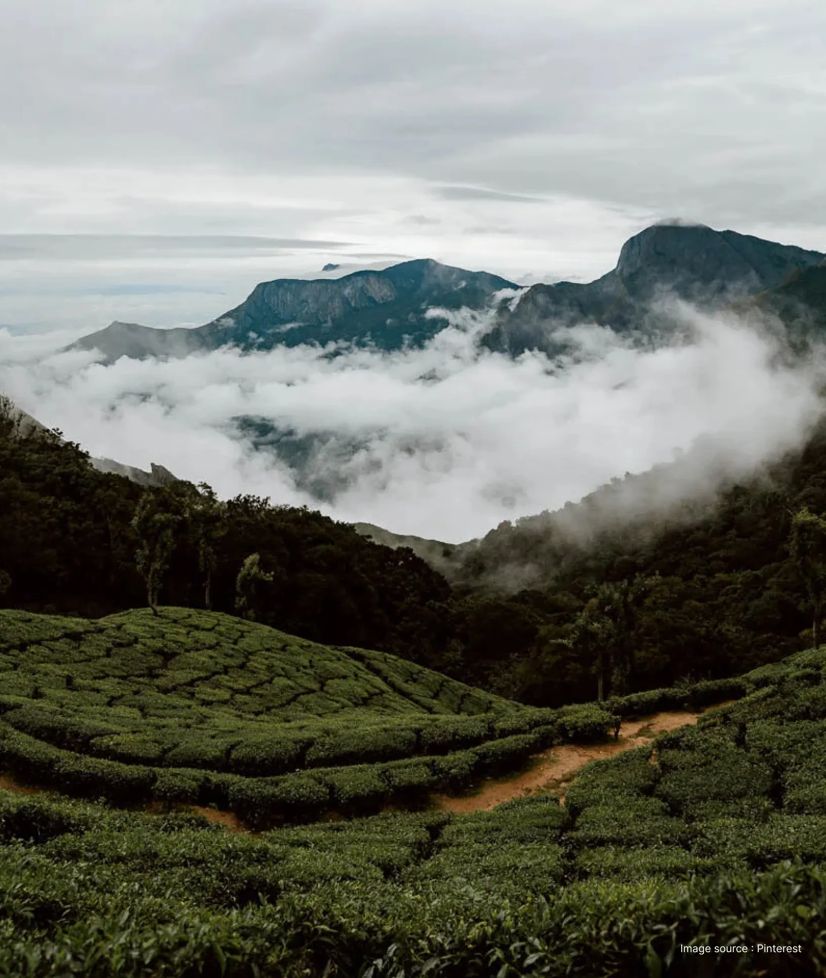 misty green hills of munnar's tea plantations
