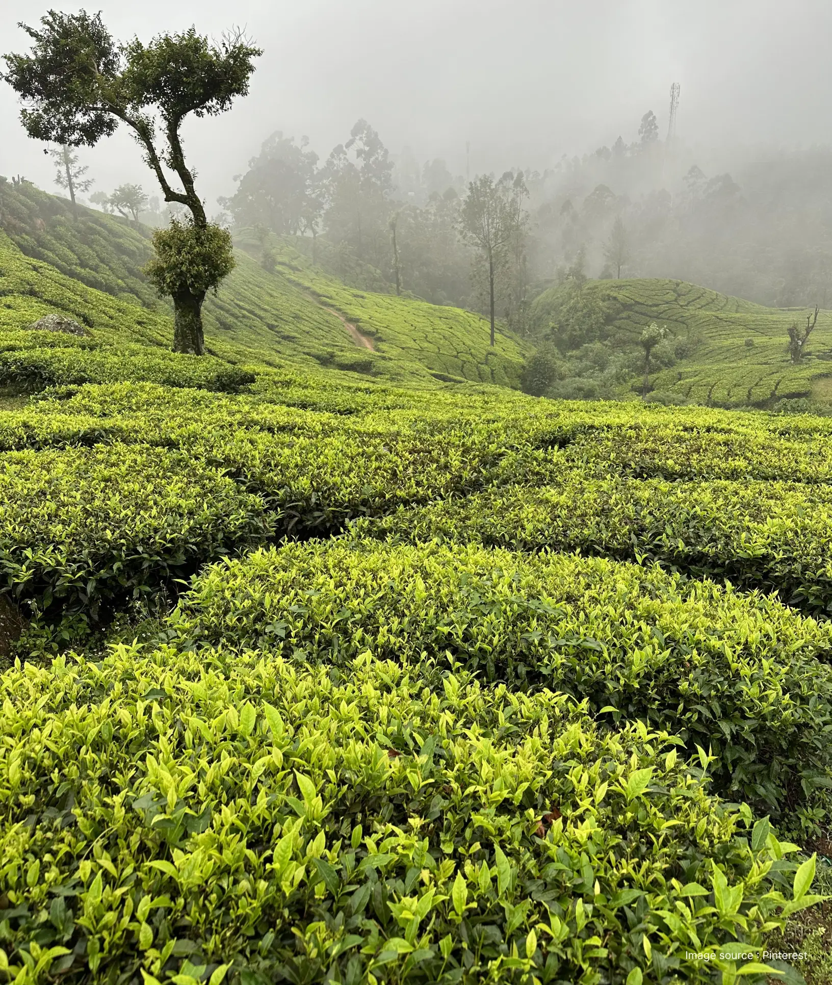 close up of tea leaves in the bright green tea estates of munnar with mist inthe background