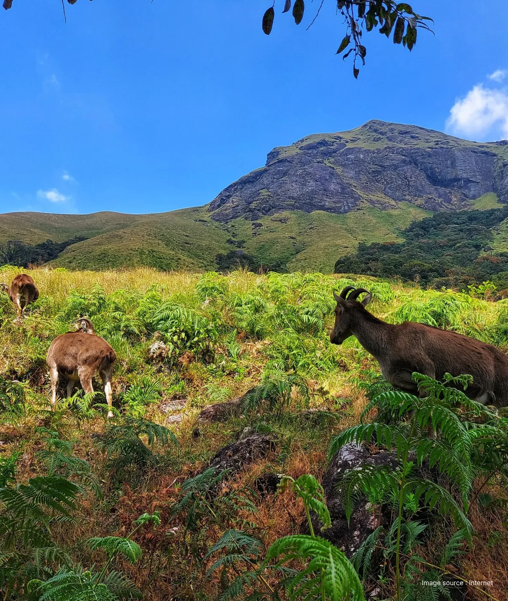 spring time view of the eravikulam national park with the nilgiri tahr in view