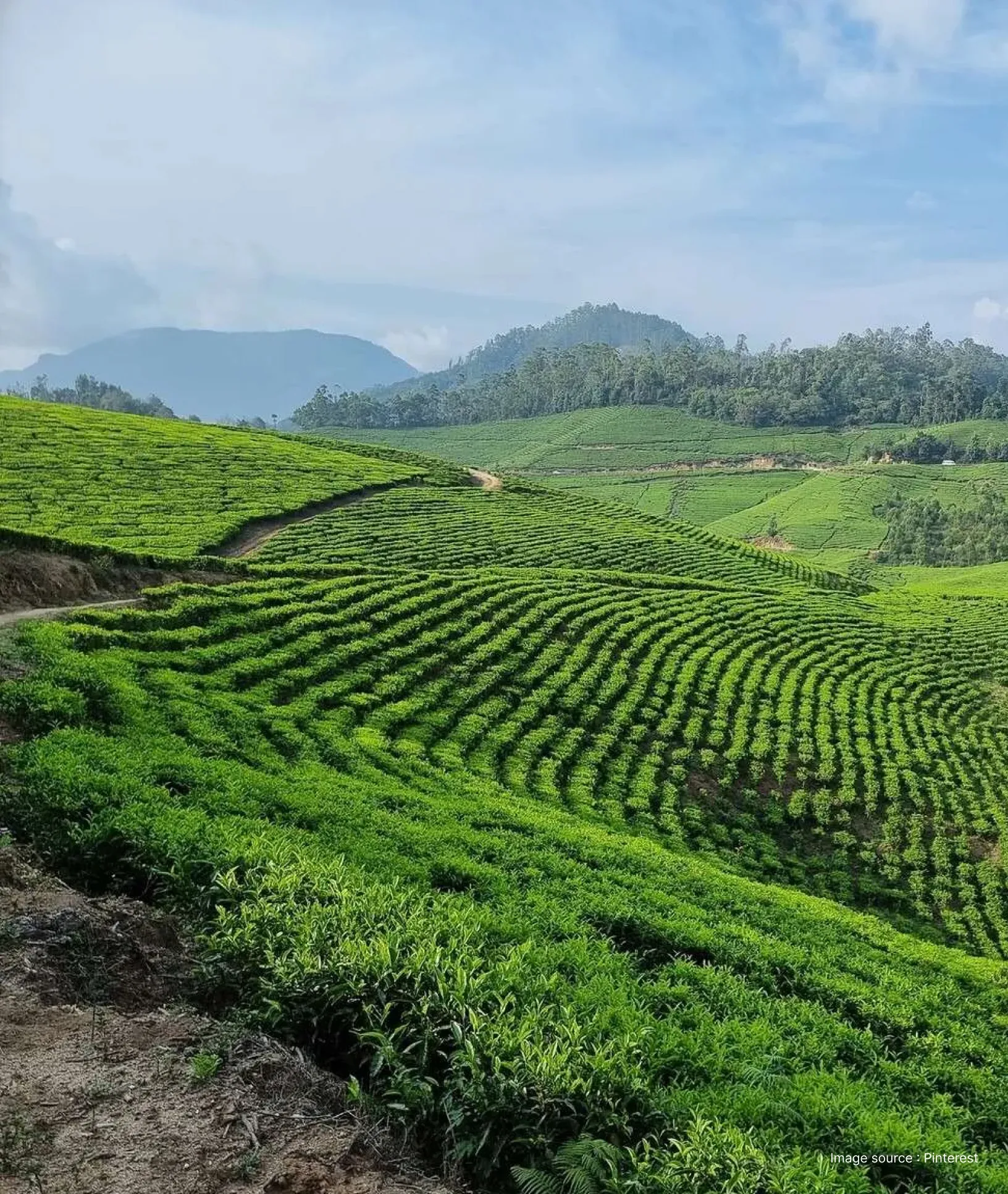 close up view of the tea plantation gardens on hilltops of munnar
